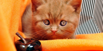 Чому коти можуть бути рудими, а кішки майже ніколи: розгадана таємниця природи