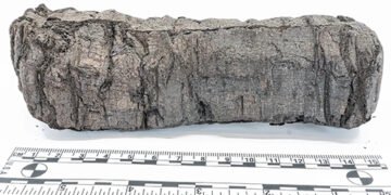 Тисячі років під попелом Везувію: ШІ допоміг розшифрувати стародавній обвуглений сувій