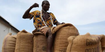 Через світову кризу поставок нігерійці кидають престижні роботи й починають вирощувати какао. ФОТО