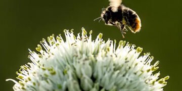 Ентомолог розповів, яка кількість укусів бджіл є смертельною для людини