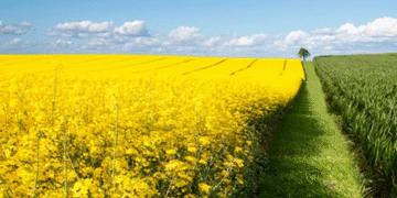 Поляки просять дозволити імпорт сільськогосподарської продукції з України