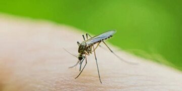 В Китае распространяется смертельный вирус, который передается через укусы комаров