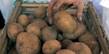 Урожай картофеля упал на 25-30%: по какой цене будем покупать?