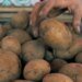 Урожай картофеля упал на 25-30%: по какой цене будем покупать?