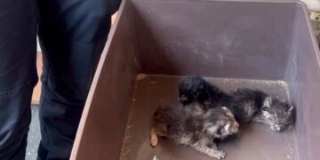 Киевские копы и зоопатруль спасли 9 котов из квартиры умершей женщины