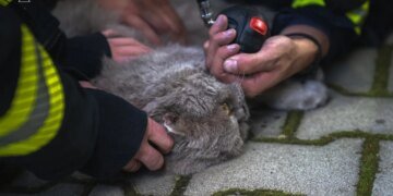 В Сумах спасатели ликвидировали пожар из-за туристического газового баллона и спасли кота – ВИДЕО