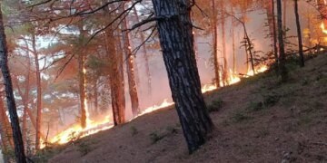 Недалеко от дворца Путина из-за падения украинского дрона вспыхнул лесной пожар