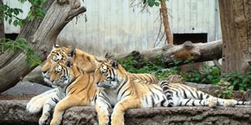 Данський зоопарк пропонує віддавати домашніх тварин на корм хижакам