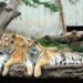 Данський зоопарк пропонує віддавати домашніх тварин на корм хижакам
