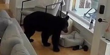 До жінки в будинок пробрався ведмідь, але його вигнав маленький шпіц. ВІДЕО