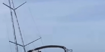 В Атлантичному океані косатки потопили яхту з людьми на борту. ВІДЕО