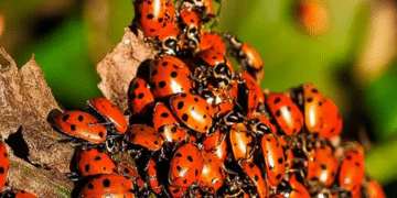 Росію тероризують хижі сонечка-арлекини