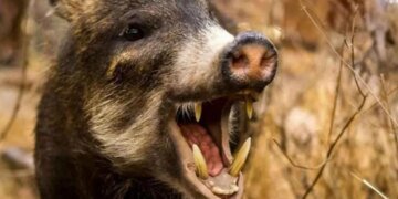 Операция “труба”: кабан заставил оккупанта испугаться еще газопроводе под Купянском. ВИДЕО