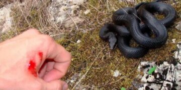 В Хорватии пьяный мужчина «убил» гадюку алкоголем