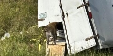 После ДТП в США сбежали лабораторные обезьяны — полиция предупреждает о вирусах