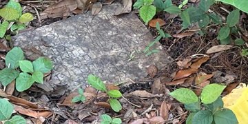 На задньому дворі у США виявили надгробок римського солдата