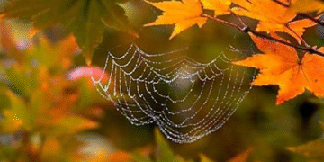 На  Україну насувається циклон з дощами та вітром: прогноз на 27 жовтня