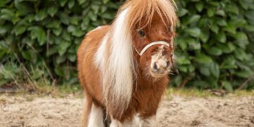 У Німеччині показали найнижчого коня у світі. ФОТО. ВІДЕО