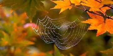 Второе бабье лето не за горами: когда ждать аномально теплую погоду