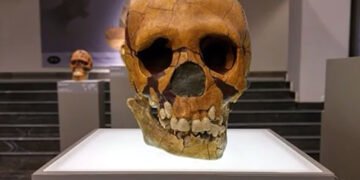 З’їдали слабких жінок і дітей: у Бельгії знайшли сліди неандертальців-канібалів