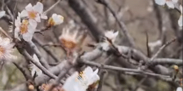 В Одеській області алича переплутала пори року і зацвіла