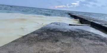 Пляжи Одессы загрязнены нефтью, погибли птицы