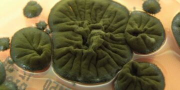 Росте завдяки радіації: грибок із ЧАЕС поставив під сумнів розуміння біології