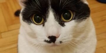 Український кіт Марсік презентував нову версію культової різдвяної комедії “Сам удома”. ВІДЕО