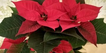 Як зберегти красу пуансетії на всю зиму