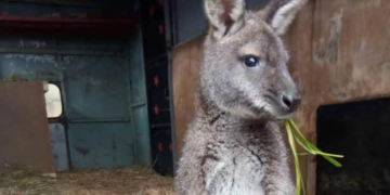У Чехії пожежники ловили кенгуру, якого придбали як різдвяний подарунок
