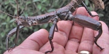 Вижила на вулкані: комаха, яку вважали вимерлою, “повернулася з мертвих”