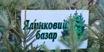 Українців можуть штрафувати за живі ялинки: яку відповідальність передбачено 2025 року