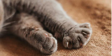Навіщо кішка хапає свого господаря лапками, не випускаючи кігтів: що вона хоче сказати