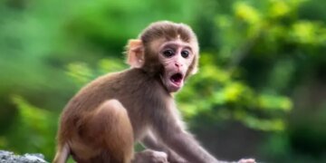 В США пытаются поймать стаю обезьян, но мешает масса фейковых ИИ-ВИДЕО