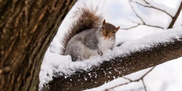Синоптик назвал дату, когда в Украине ослабнет мороз и станет теплее