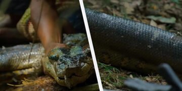 Вчені виявили в Амазонії новий вид гігантських анаконд