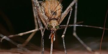 Вчені стверджують, що комарі стали частіше нападати на людей. І в цьому винні ми самі