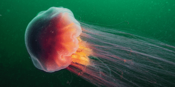 Сині кити поряд з ними — крихітки: вчені розповіли про найдовшу істоту в океані. ВІДЕО