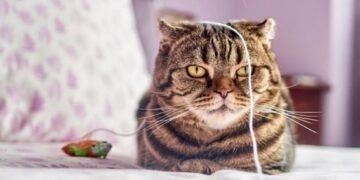 Коти розуміють мову людей: вчені з’ясували слова, на які вони реагують