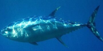 У Токіо на аукціоні продали блакитного тунця за рекордні 3,2 млн доларів