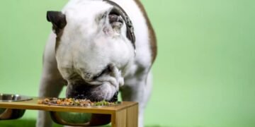 Холістик-корм: що означає «holistic» і чим він відрізняється від інших раціонів?