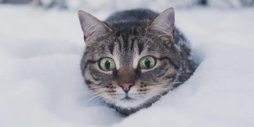 Україну розділять циклон і антициклон: прогноз погоди на 5 січня