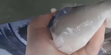 Партизан АТЕШ вивів з ладу російську спецтехніку з обладнанням "Омут" на Брянщині