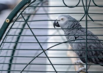 В США убийство раскрыто благодаря… попугаю, который повторил последние слова жертвы