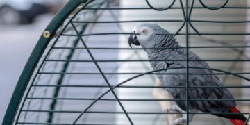 В США убийство раскрыто благодаря… попугаю, который повторил последние слова жертвы