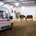 Рятувальна операція на Харківщині: 19 коней евакуйовано з прифронтової зони