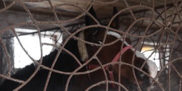 На Харківщині з прифронтової території евакуювали 19 коней з кінного клубу