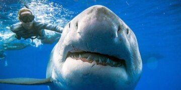 Больше атак на людей и больше жертв: ученые назвали причину «озверения» акул