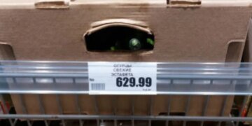 В России из-за подорожания огурцов их начали надкусывать прямо в магазинах