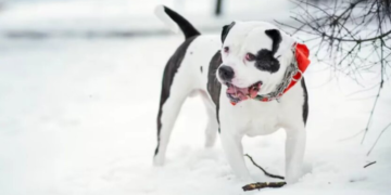 Ледяная ловушка и шквальный ветер: синоптики дали тревожный прогноз погоды